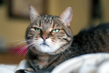 closeup of a cranky tabby female cat. She has big green eyes and whiskers, and tiny mouth