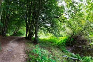 Fototapeta premium Romantic solitude Path with old big Trees about River Sazava in Central Czech
