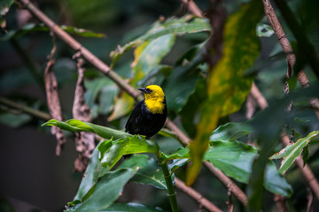 Yellow-hooded blackbird, Chrysomus icterocephalus