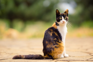 Tricolor cat sitting outdoor on the stone floor. Maneki neko kitty relax in the summer yard.