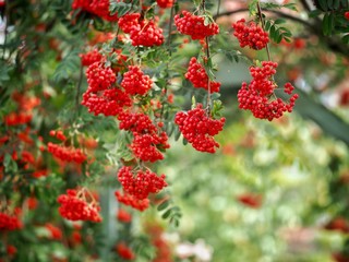 Obraz premium red berries of mountain ash