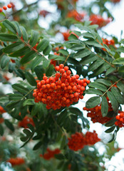 bunches of ripe Rowan close-up. Blurry focus