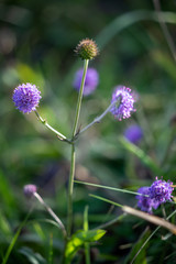 Devils Bit Scabious (Succisa pratensis) flowering in Little Haven