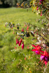 Obraz premium Red Fuchsia flowering flowering in Druidston