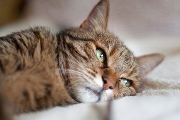 beautiful tabby female cat lying on the bed. She has big green eyes and dreaming looking