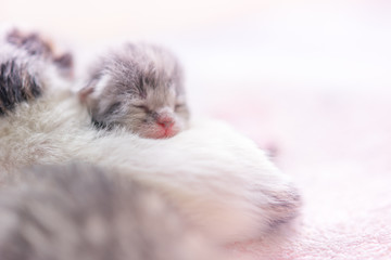 Cute newborn kitten sleeping, baby animals sleep, fifth day of life, closeup face portrait with copy space.
