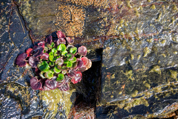 Wall Pennywort , Kidney Wort , Jack in the Bush growing on a cliff at Druidston Haven