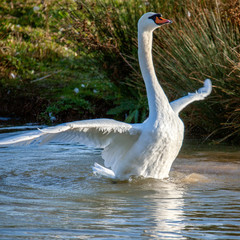 Mute Swan (Cygnus olor) ballet on the lake