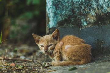 Closeup portrait of a small Kitten