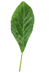 green leaf of a plum