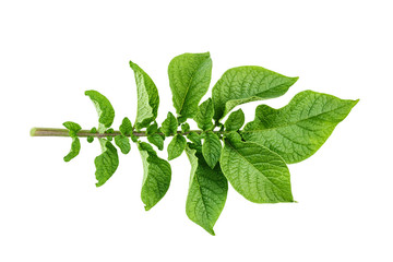 sprig of potatoes with leaves