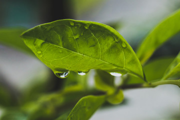 green leaf with water drops