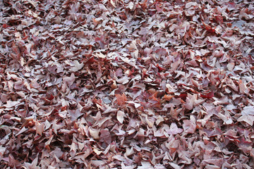 落ち葉の背景画像