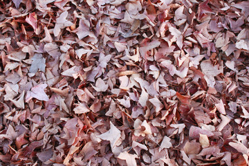 落ち葉の背景画像