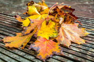 Im Herbst ist das Laub der Bäume mit seinen goldgelben Farben sehr schön anzusehen