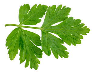 Green leave of parsley isolated on white, top view