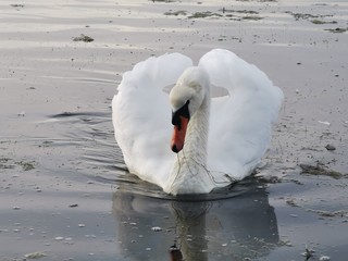 Schwan