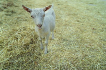 A white goat is grazing outdoors in the park.