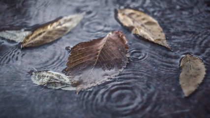 autumn leaves in the rain autumn weather
