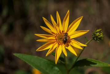 Bee pollinates a yellow flower