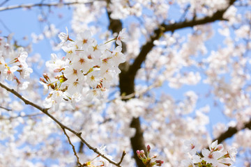 Obraz premium sakura02