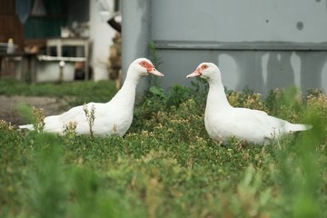 Two white big ducks with red eyes on the grass