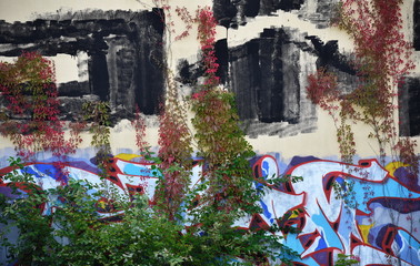Graffiti-Schutz durch Kletterpflanzen in Berlin
