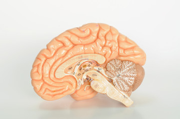 human brain model