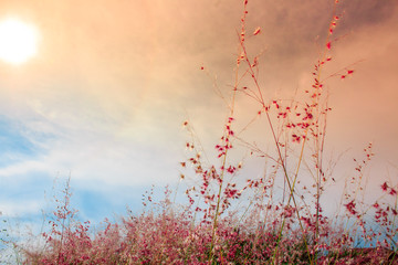 sunset in field