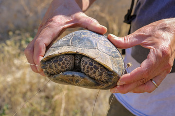 hands of man holding a turtle in the carapace