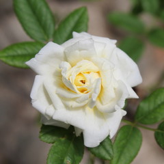 Rosa bianca in giardino - purezza