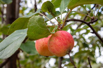 Two red-yellow striped apples on a branch with green leaves. Close-up