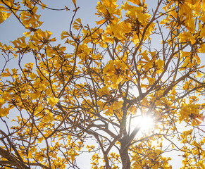 The flowers of the tree Tabebuia vellosoi 02