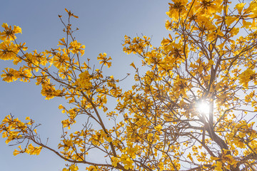 The flowers of the tree Tabebuia vellosoi 04