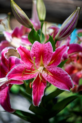 Stargazer lily