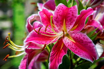 Stargazer lily2