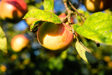 Yellow ripe red apple on branch with green leaves on blue sky background. Warm tone. Horizontal orientation.