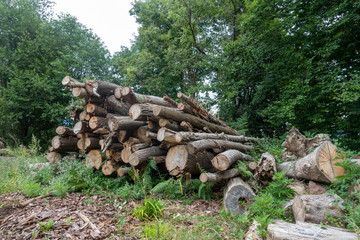 A pile of logs cut in the woods
