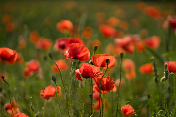 Bright red poppies in green field. Blurred background with green and red color splashes. July in Estonia, Europe.