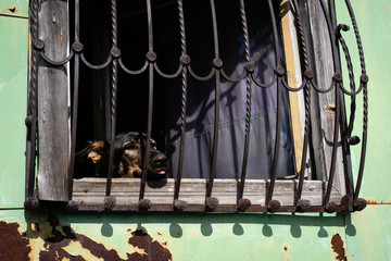 The head of a dark mongrel dog looks out from the middle of a dark room from a window bent with vertical bars. against a light green wall to rust stained red spots in the lower left corner. Horizontal
