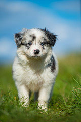 Cute border collie puppy in a meadow