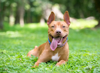 A happy red and white Pit Bull Terrier mixed breed dog relaxing in the grass with its tongue...