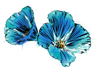 Anthophyta 053b  - Hand painted blue, turquoise & yellow Godetia flower illustration. Watercolour and black ink on white background.