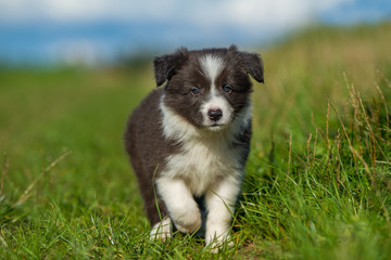 Naklejka na ściany i meble Cute border collie puppy in a meadow