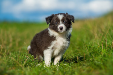 Cute border collie puppy in a meadow - obrazy, fototapety, plakaty