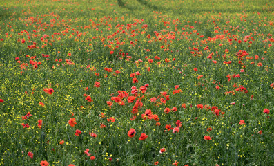 Field full of bright red poppies, some yellow Turkish wartycabbage (Bunias orientalis) blossoms and half ripe corn heads. Blurred background with green, yellow and red color splashes. Estonia, Europe.