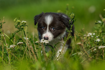 Cute border collie puppy in a meadow