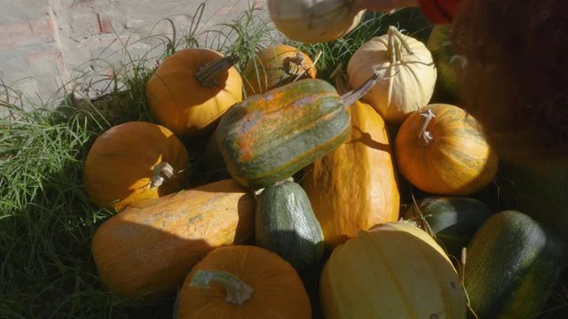 autumn pumpkin harvest top view