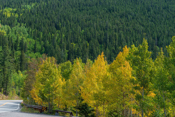 Aspen trees turning to yellow in a forest near Idaho Springs, Colorado