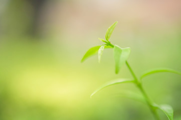 Beautiful macro  green leaf closeup, refreshment, relax, relief with copyspace for text, advertising green color background